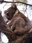 koala35.jpg