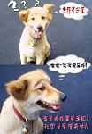 dog.jpg