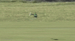 q3.gif