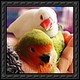 petlife 的大頭照
