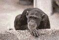 山野猴猴子 的大頭照